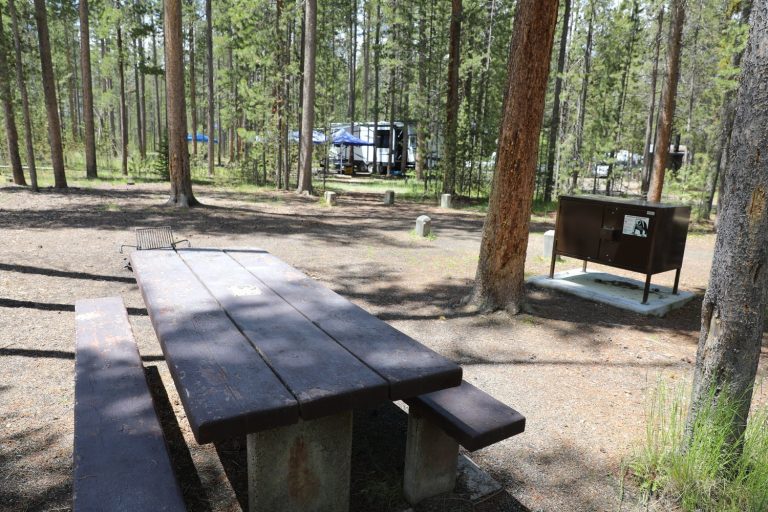 A forest campsite picnic table and food-storage bear box